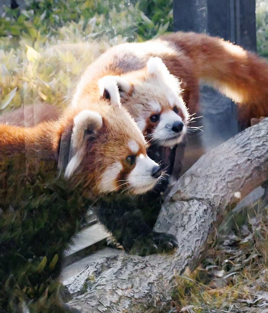 Zoo di Ueno