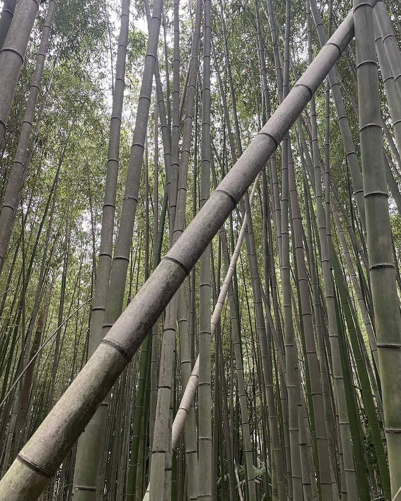 Foresta di bambù