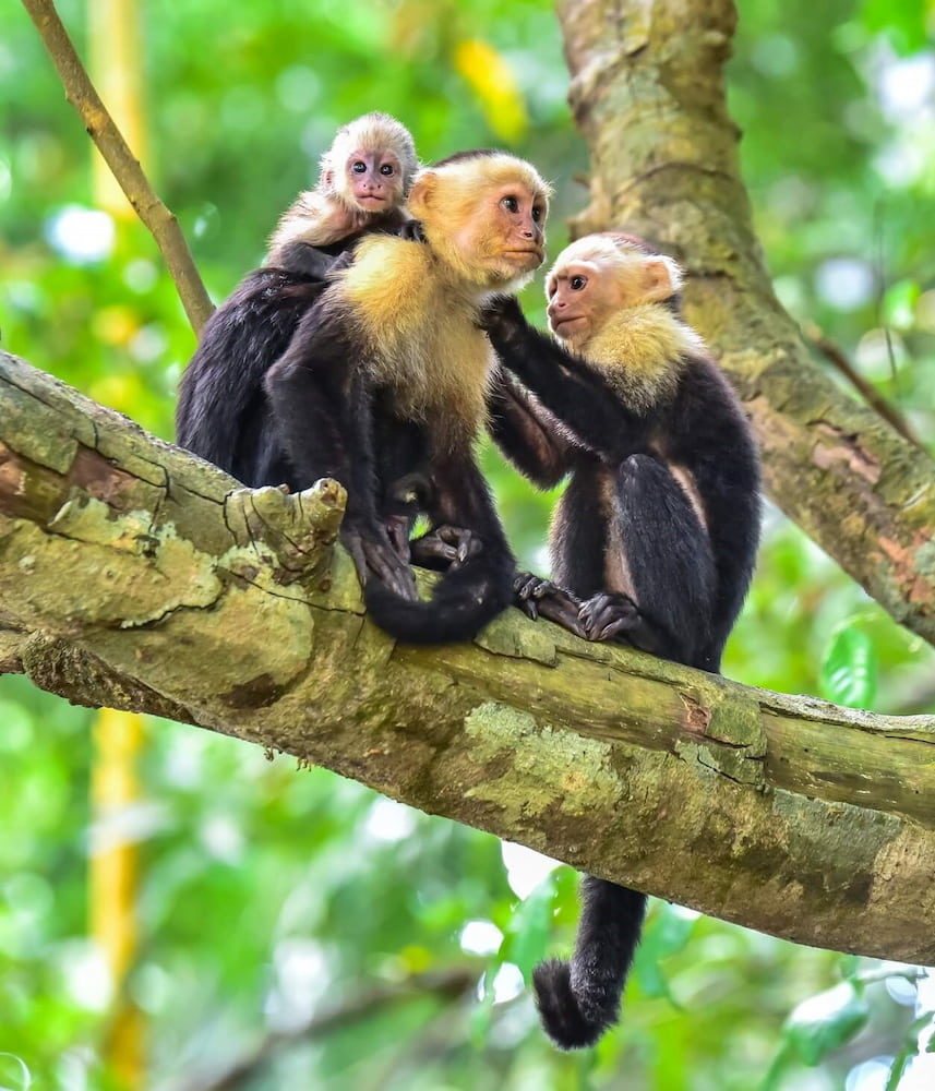 Manuel Antonio