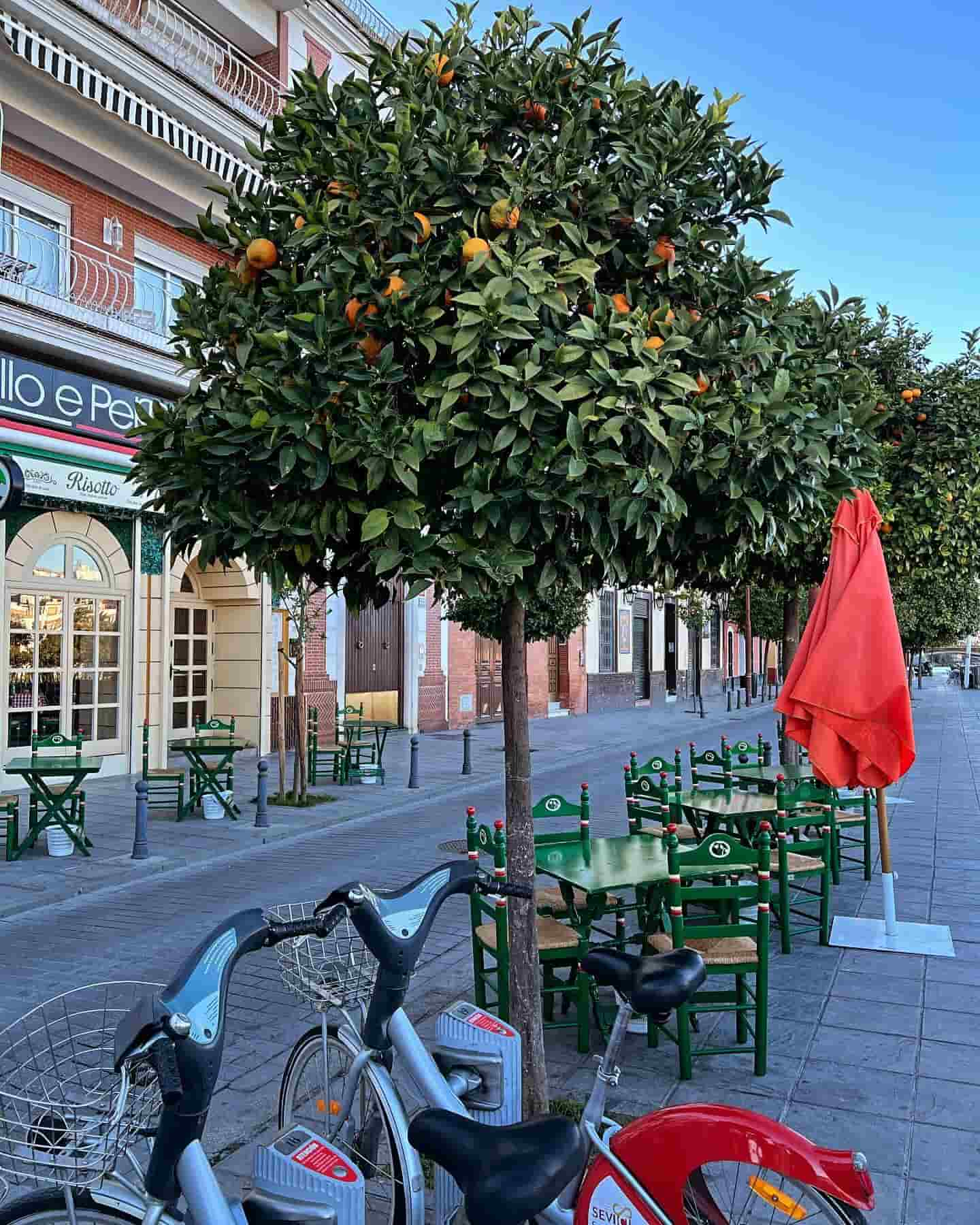 Calle Beti, Siviglia, Spagna