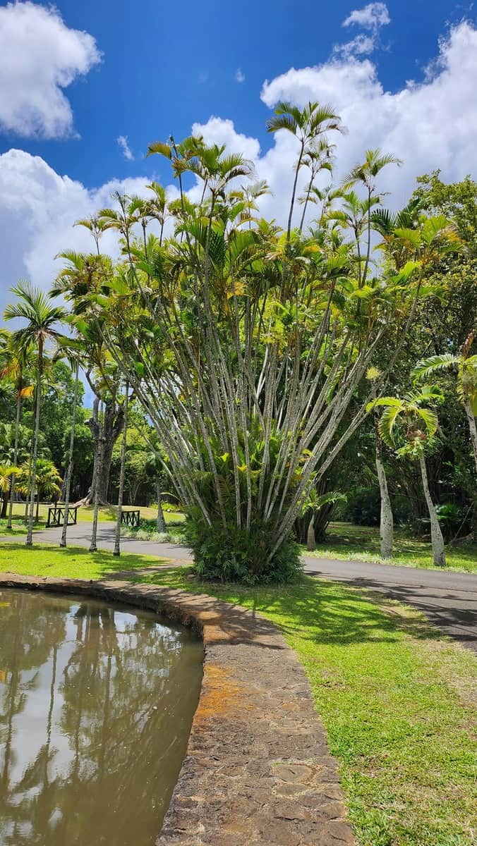 Giardino botanico di Pamplemousses