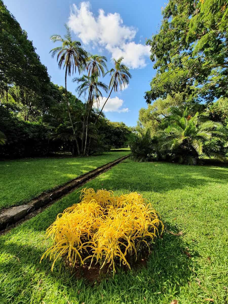 Giardino botanico di Pamplemousses