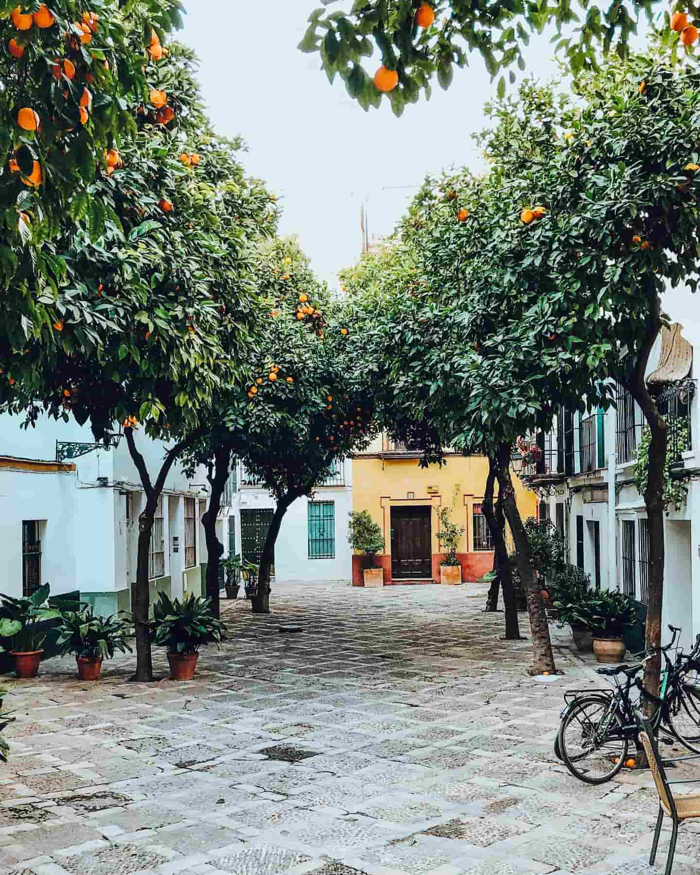 Strade fiancheggiate da aranci, Siviglia, Spagna