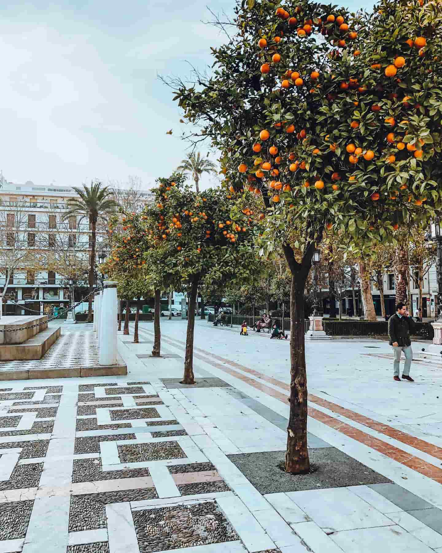 Strade fiancheggiate da aranci, Siviglia, Spagna