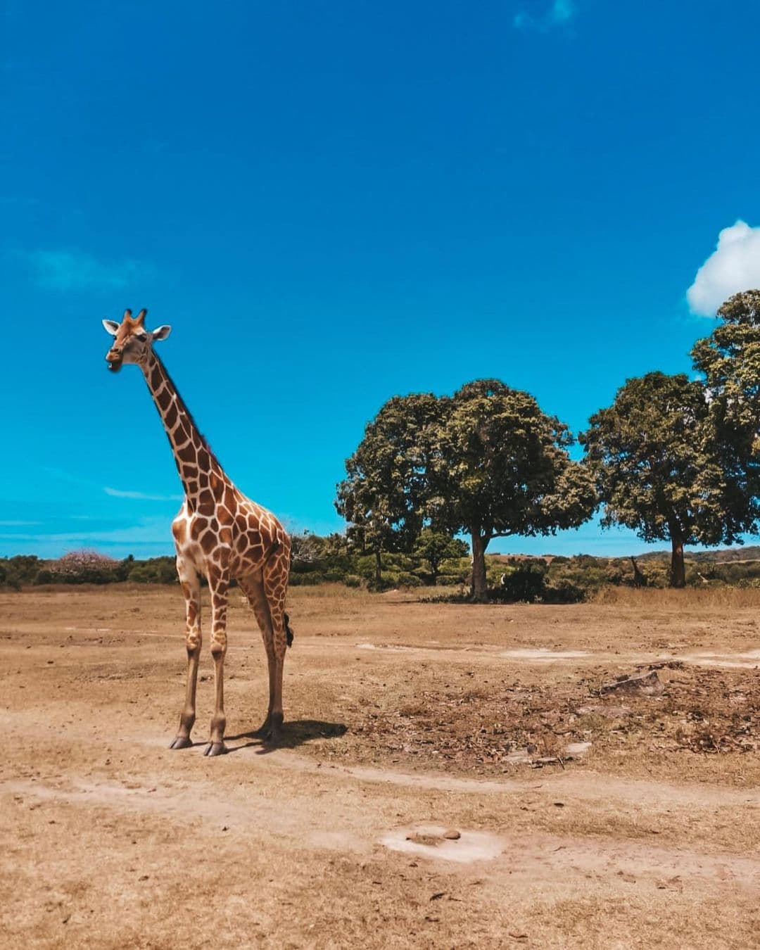 Calauit Safari Park