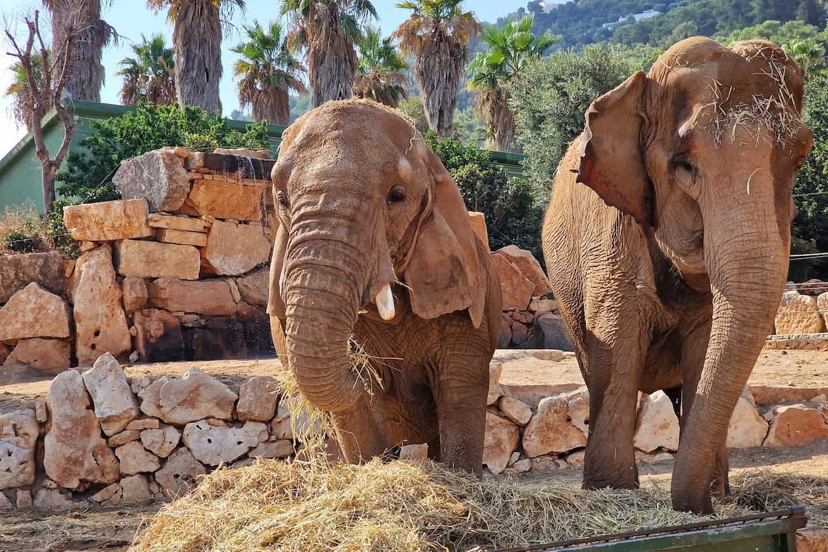 Lo Zoo Safari Fasanolandia, Alberobello Lo Zoo Safari Fasanolandia, Alberobello