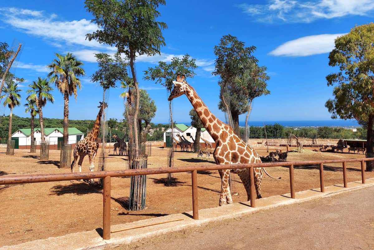 Lo Zoo Safari Fasanolandia, Alberobello Lo Zoo Safari Fasanolandia, Alberobello
